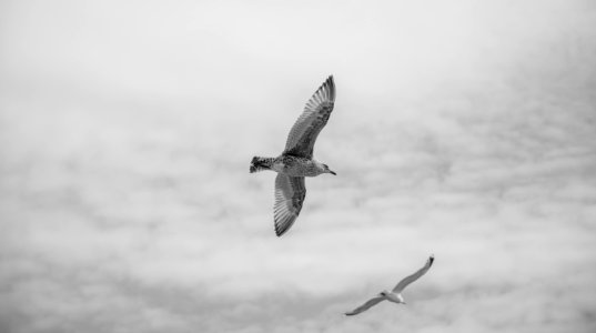 white and black bird soaring high photo