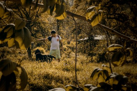Dog, Otoo, Green
