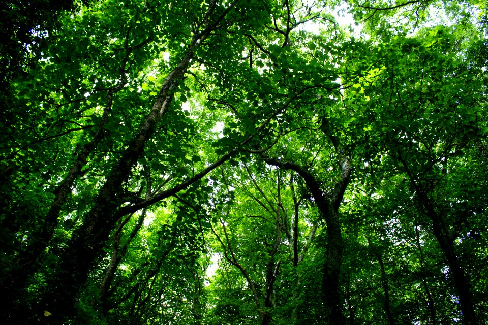 Trees, Forest, Branches