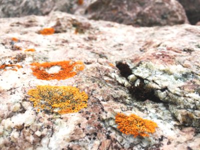 Moss, Rock, Schroeder
