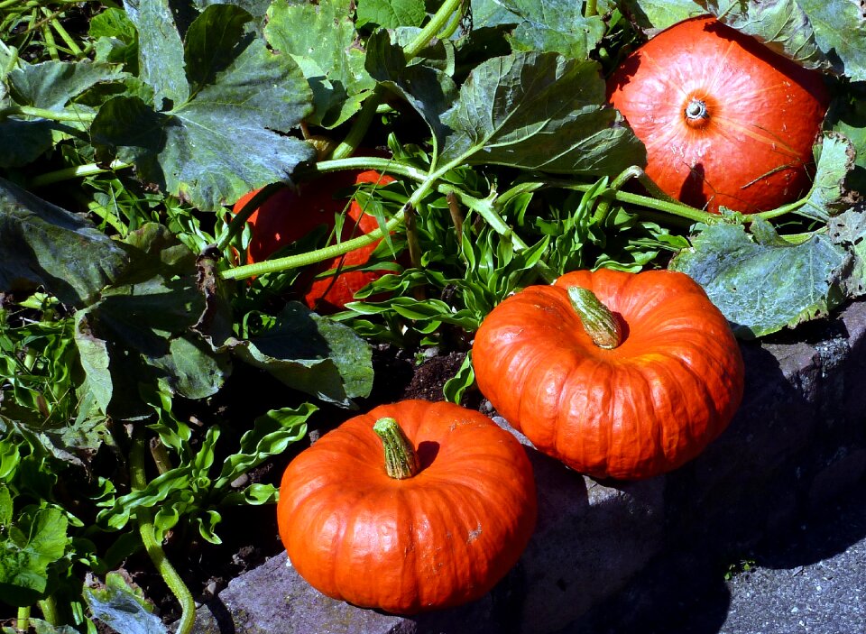 Leaves soup cucurbits