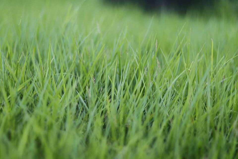 Green fresh environment