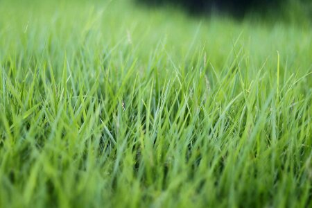 Green fresh environment