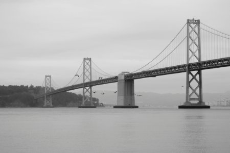 San francisco, Birds, Bridge