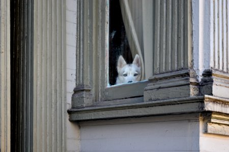San francisco, House, Window