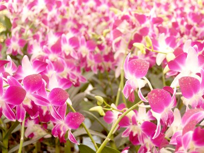 Violet flora growth