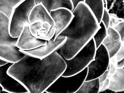 Succulent, Leaves, Nature