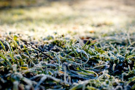 Weed, Meadow, Grass