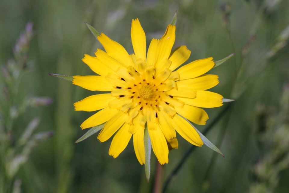 The petals single meadow