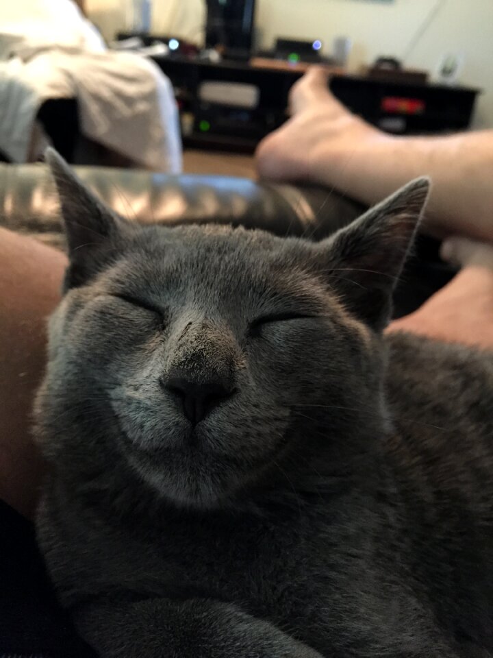 Pet domestic white