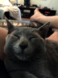 Pet domestic white