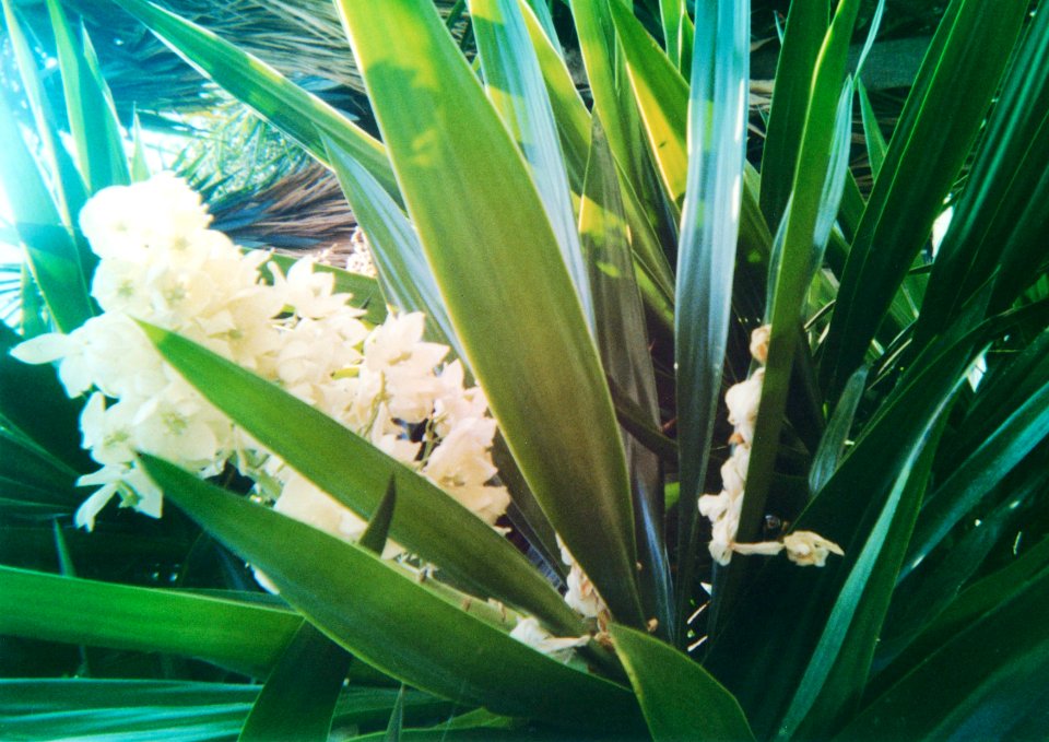 Barcelona, Spain, Palm