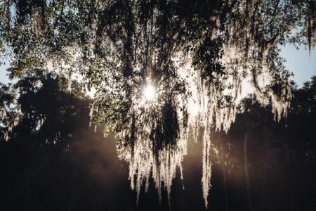 Sun behind tree branches in Crescent City photo