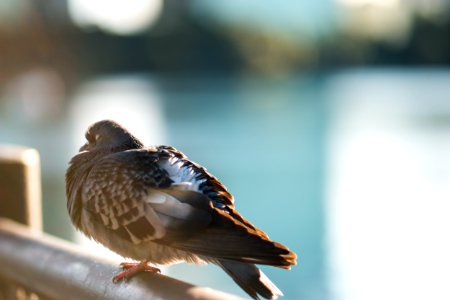 shallow focus photography of bird on black hand rails during daytime photo