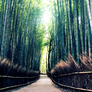 green trees on the road