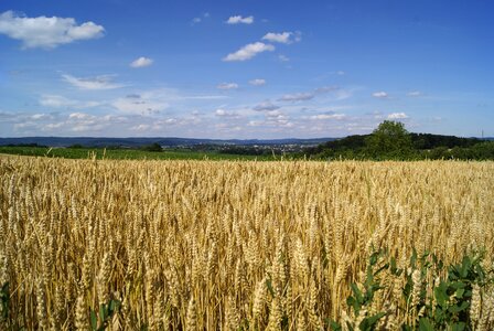 Food agriculture crop