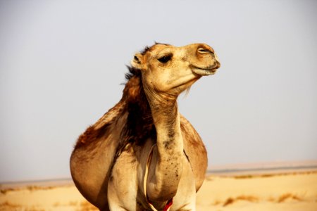 brown camel on desert photo