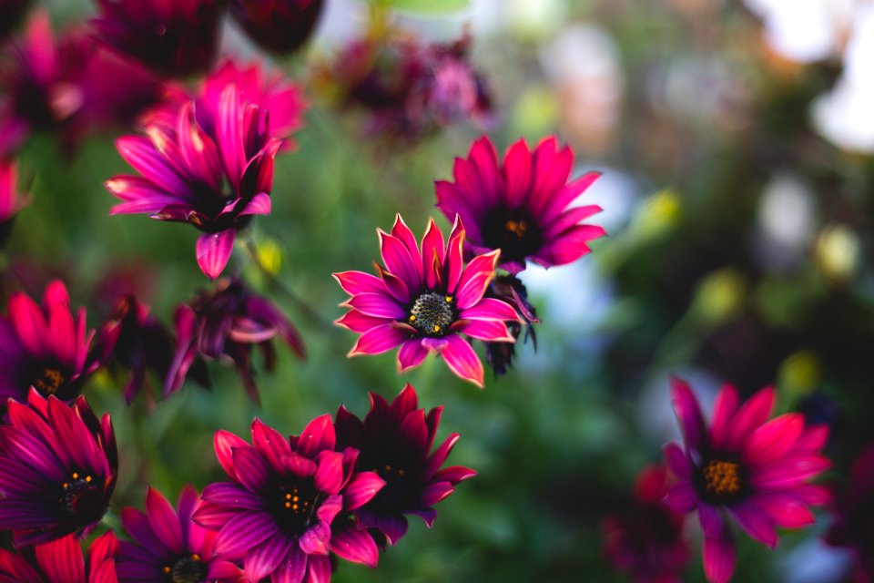 Nature, Flowers, Petals