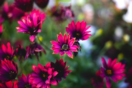 Nature, Flowers, Petals