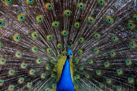peacock wallpaper photo