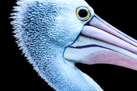 close-up photography of flamingo photo