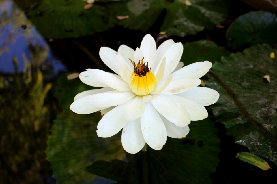 Vadodara, India, White louts