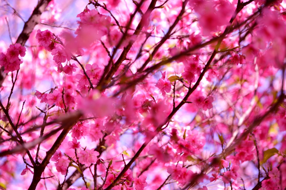 macro photography of pink flowers