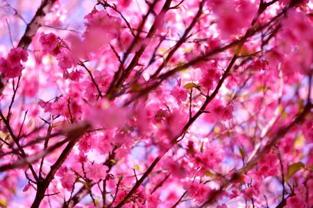 macro photography of pink flowers photo