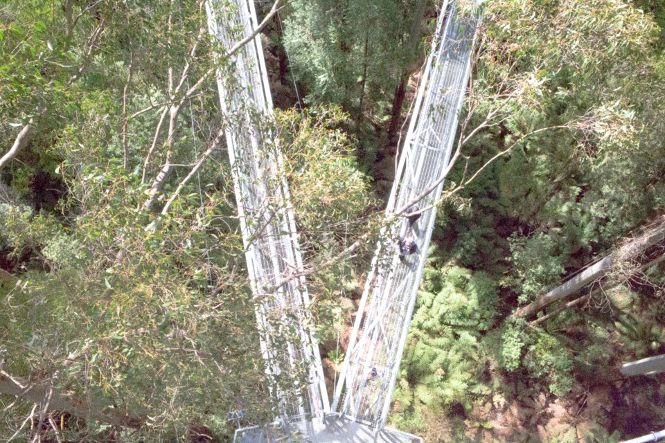 Otway fly treetop adventures, Weeaproinah, Australia