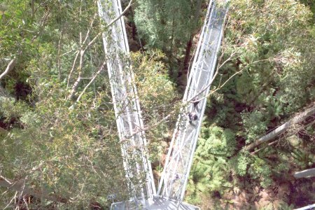 Otway fly treetop adventures, Weeaproinah, Australia photo