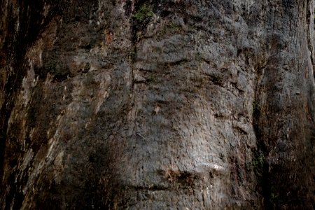 Otway fly treetop adventures, Weeaproinah, Australia photo