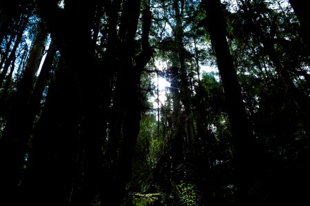 Otway fly treetop adventures, Weeaproinah, Australia photo