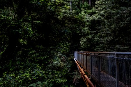 gray metal bridge surrounded with tress