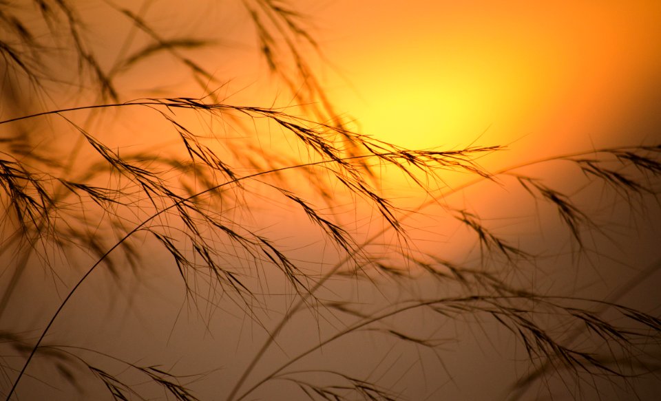 Hyderabad, India, Yellow