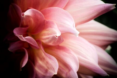 Blossom pink floral photo