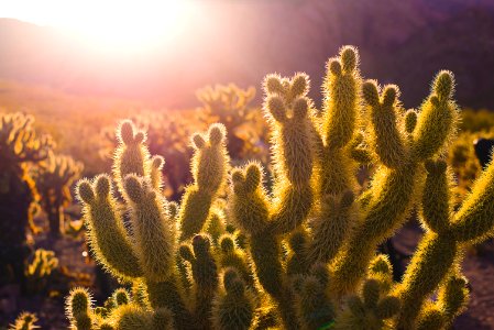 green cacti plants