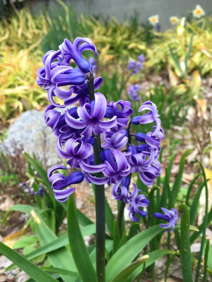 Japan flower purple nature