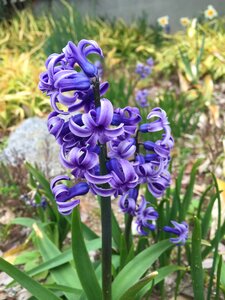 Japan flower purple nature photo