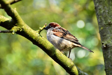 Sperling animal nature