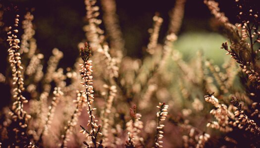 Bush nature blossom
