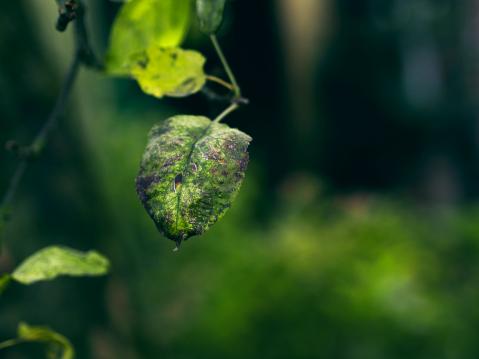 selective focus photography of green leaf photo