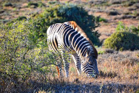 zebra eating grass during daytime photo