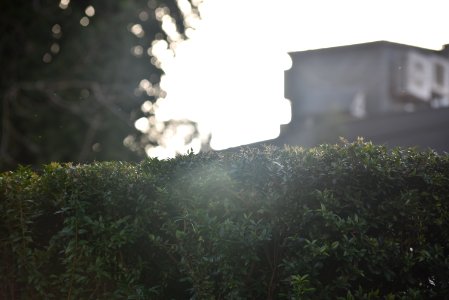 Gibraltar, Houses, Plants