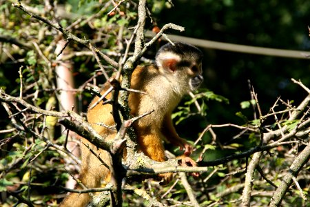 Zoo, Wildlife, Squirrel monkey