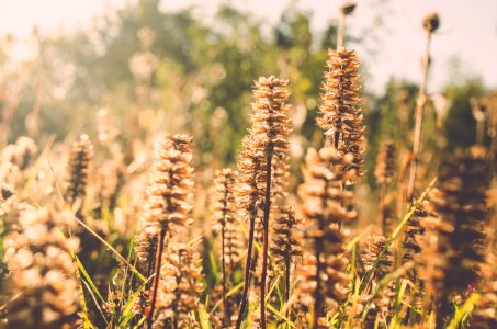 Bricket wood, United kingdom, Field photo