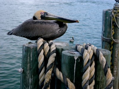 Sea, Harbor, Coast photo