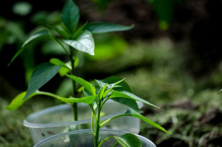 Lithuania, Gardening, Spring