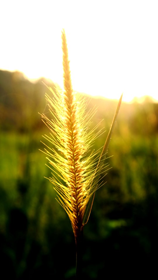 Sunrise, Nature, Grass