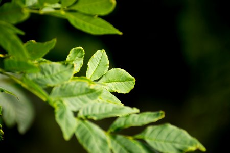 green leaf in close up photography