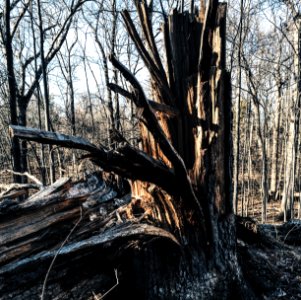 Nature, Split, Trunk